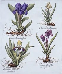 Bunte Zwergbart-Iris, Malvenfarbene Zwergbart-Iris, Cremefarbene Zwergbart-Iris, Blaue Zwergbart-Iris, aus Hortus Eystettensis, von Basil Besler (1561-1629), veröffentlicht 1613